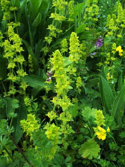 Crosswort