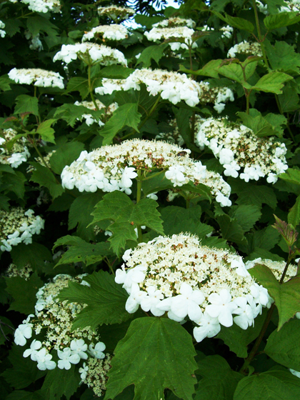 Guelder-Rose